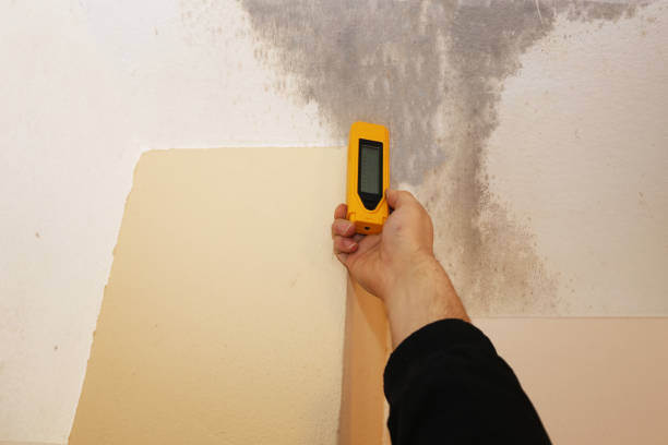 Best Biohazard Mold Removal  in Lindstrom, MN