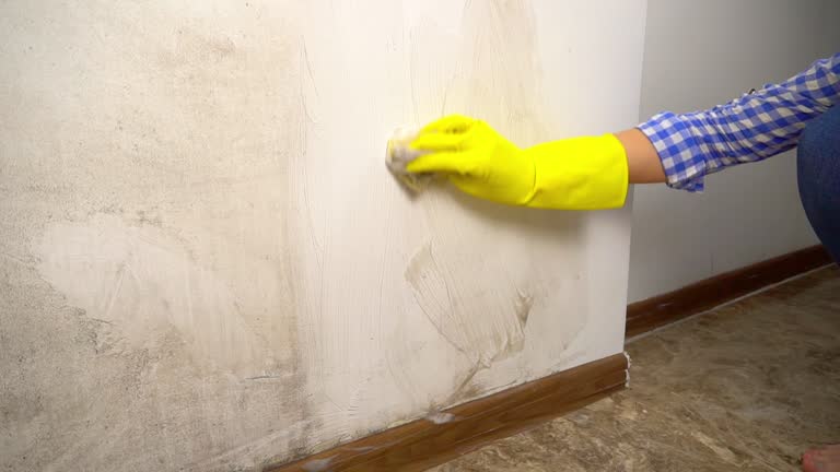 Best Basement Mold Removal  in Lindstrom, MN