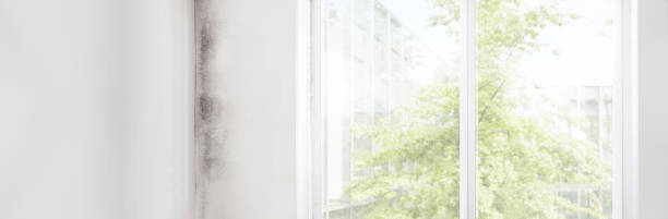 Best Mold Odor Removal Services  in Lindstrom, MN