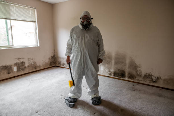 Best Emergency Mold Remediation  in Lindstrom, MN