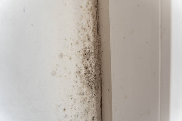 Best Mold Prevention Services  in Lindstrom, MN